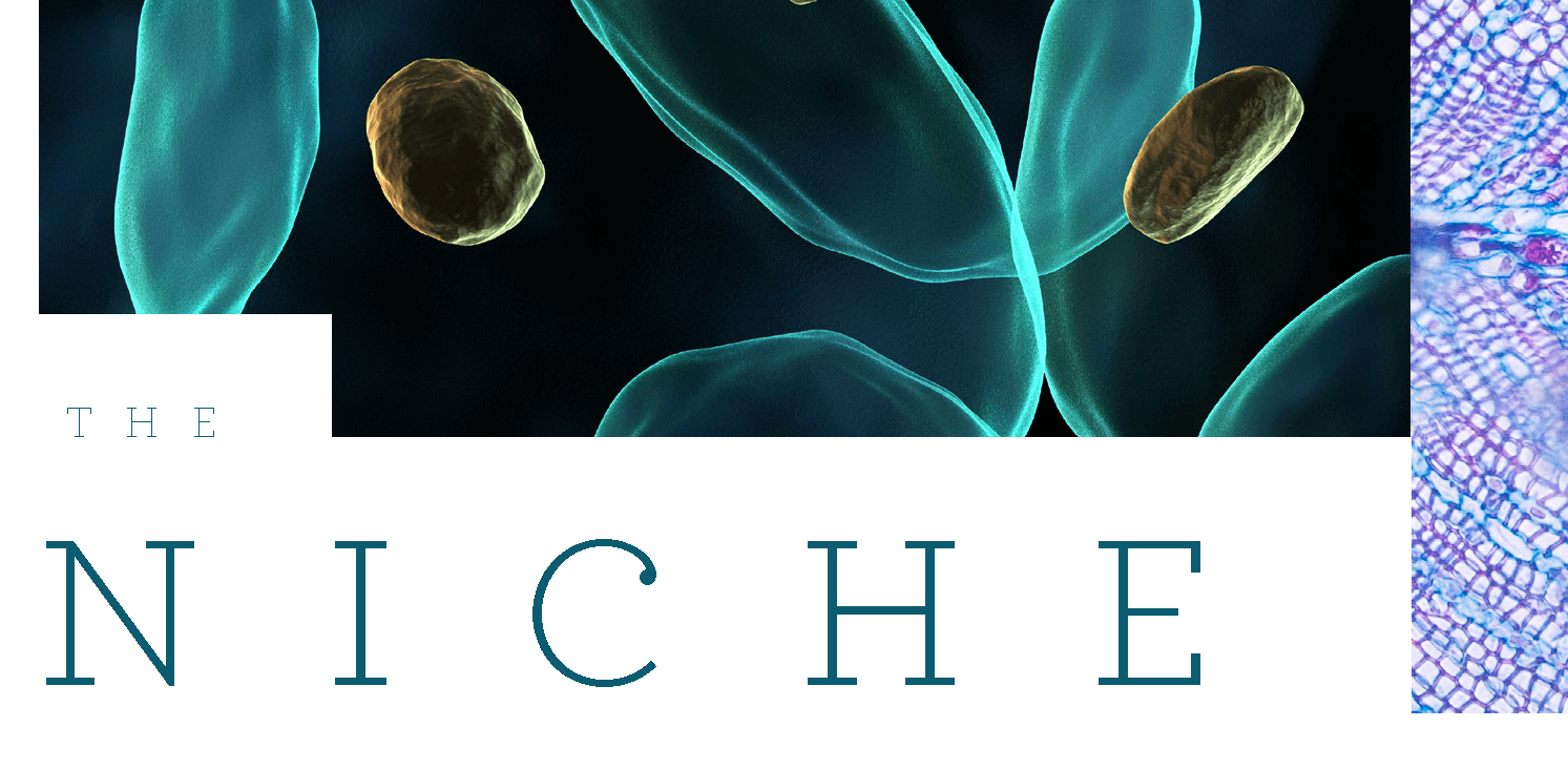 The Niche Newsletter