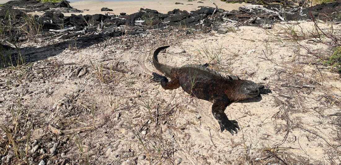 Picture of iguana