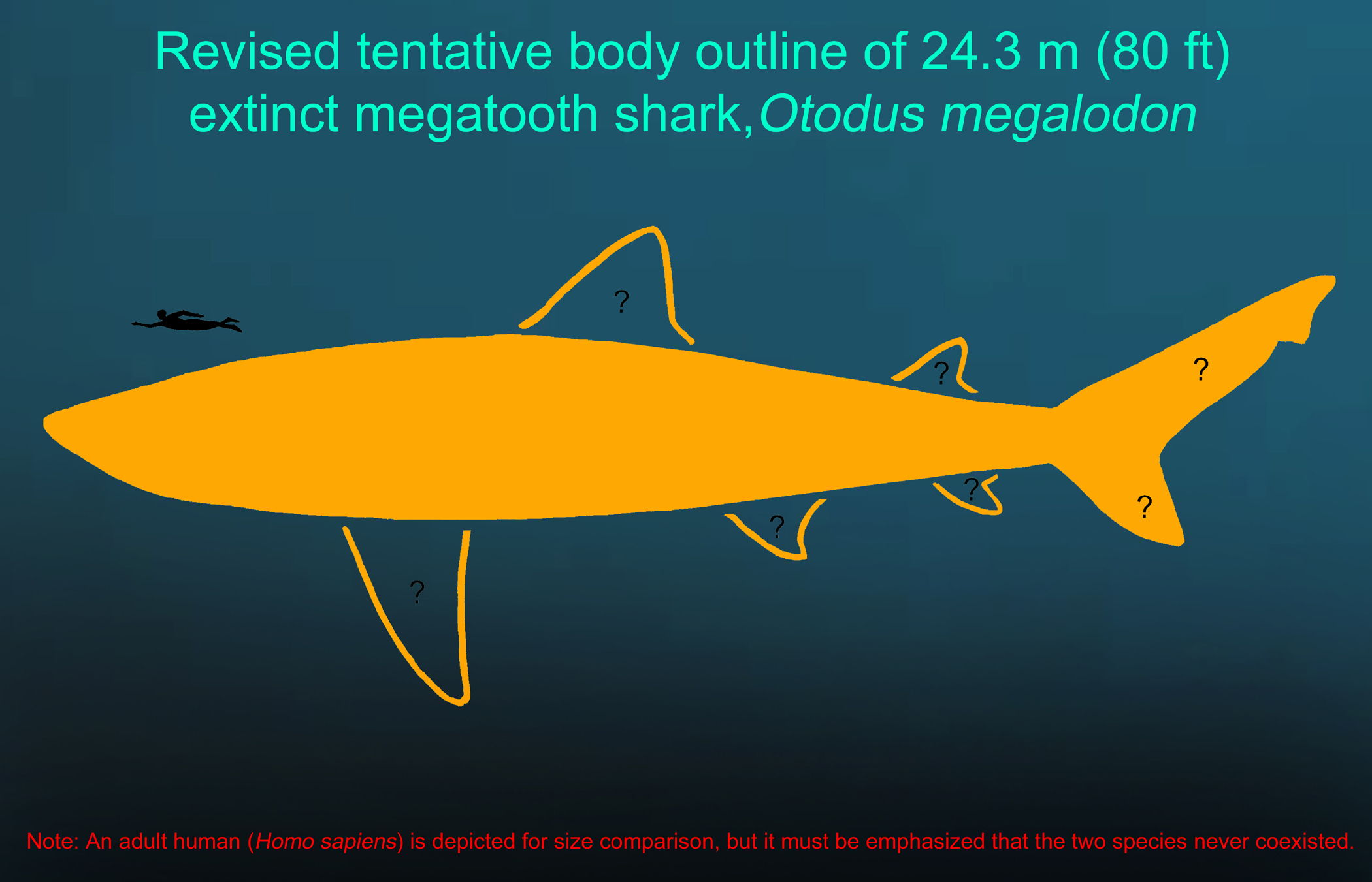 A revised tentative body outline of 24.3 m (80 ft) extinct megatooth shark, Otodus megalodon.