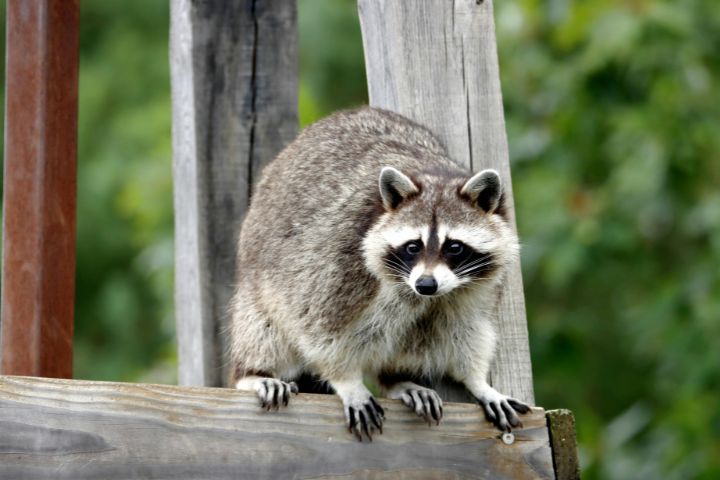 Picture of a raccoon