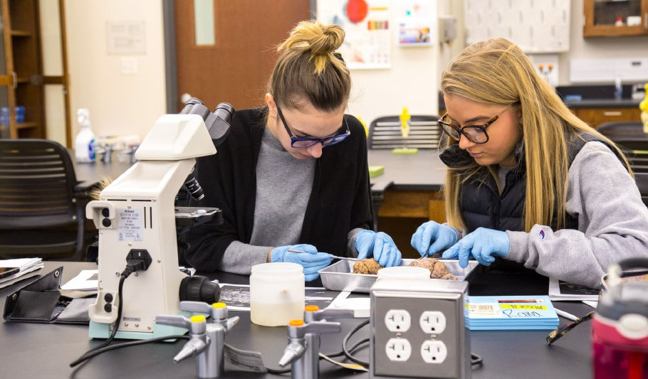 Two students dissecting a specimen in a lab.