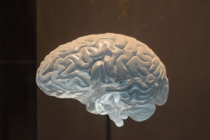 Sculpture of a brain.