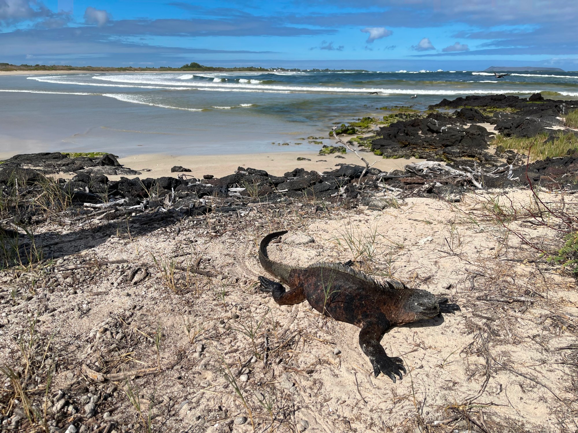 Iguana on Galapagos Beach