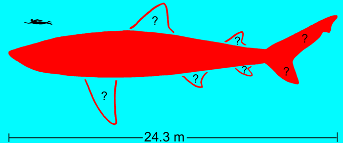 UC-ONLY 2026 Megalodon mockup.png